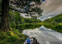 Anglia, Kumbria, Obszar Lake District, Jezioro Yew Tree Tarn, Drzewa