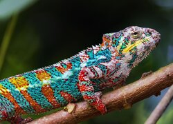 Kameleon, Profil, Gałąź