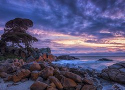 Kamienie i drzewa na plaży Shelley Cove w Australii