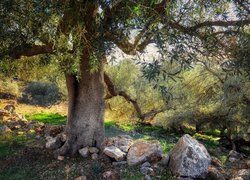 Kamienie pod rozłożystym drzewem oliwnym