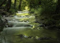 Las, Drzewa, Rzeka, Strumień, Kamienie, Trawy