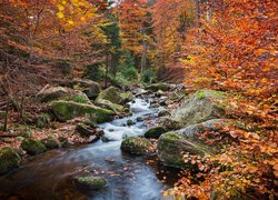 Jesień, Las, Drzewa, Liście, Kamienie, Rzeka