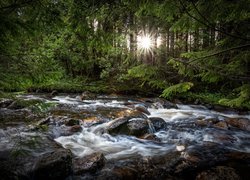 Kamienista rzeka w lesie rozświetlonym promieniami słońca