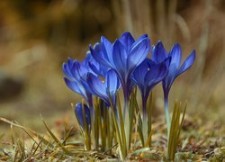Kwiaty, Krokusy niebieskie, Kępka, Tło w rozmyciu