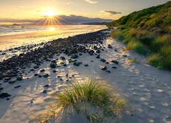 Kępki traw i kamienie na plaży o wschodzie słońca