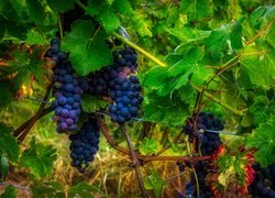 Kiście ciemnych winogron pośród liści