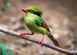 Ptak, Kolorowy, Kitta zielona, Gałązka