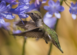Koliber spragniony nektaru