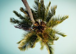 Kolorona palmy