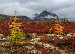 Jesień, Mgła, Drzewa, Roślinność, Góry Kołymskie, Kołyma, Obwód magadański, Rosja