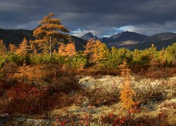 Jesień, Góry Kołymskie, Drzewa, Kołyma, Obwód magadański, Rosja