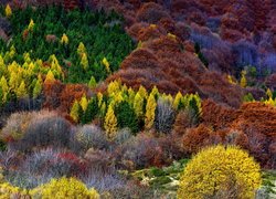 Kolorowe, Drzewa, Krzewy, Jesień