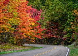 Kolorowe drzewa po obu stronach asfaltowej drogi