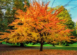 Kolorowe drzewo jesienną porą w parku