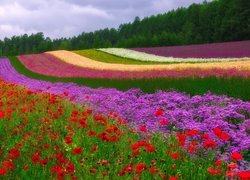 Kolorowe dywany z kwiatów na polu