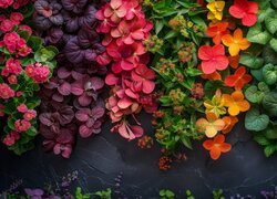 Kolorowe hortensje i liście na ciemnym tle