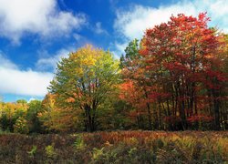 Jesień, Kolorowe, Drzewa, Liściaste