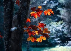 Drzewo, Pnie, Liście, Jesień