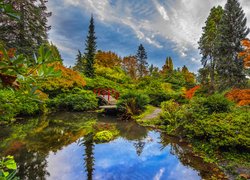 Ogród, Czerwony, Mostek, Staw, Krzewy, Kubota Garden, Seattle, Stan Waszyngton, Stany Zjednoczone