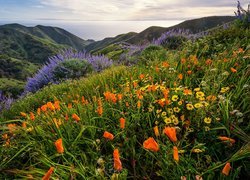 Kolorowe kwiaty na wzgórzach w Sobranes Canyon