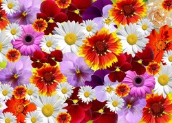 Kolorowe kwiaty w teksturze