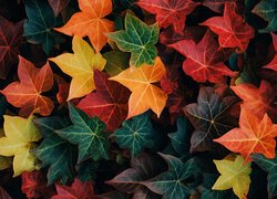 Jesień, Kolorowe, Liście, Bluszcz