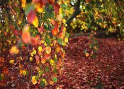 Kolorowe liście brzozy