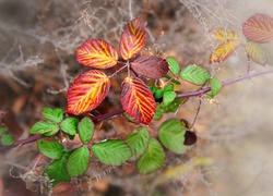 Kolorowe liście jeżyny na gałązce