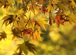 Kolorowe liście klonu w słońcu