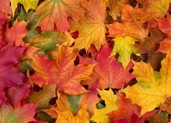 Kolorowe liście klonu