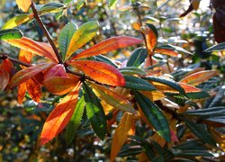 Kolorowe liście na gałązce w słońcu