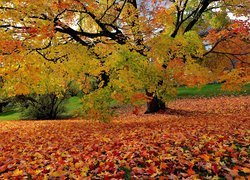 Park, Drzewa, Jesień, Opadłe, Liście