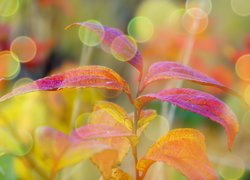 Kolorowe liście w rozmyciu
