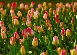 Kolorowe pąki tulipanów