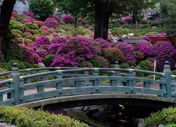 Kolorowe różaneczniki w parku przy moście