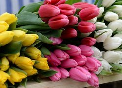 Kolorowe tulipany na drewnianej półce
