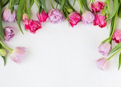 Kwiaty, Tulipany, Kolorowe, Białe tło