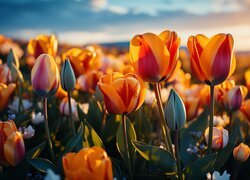 Kolorowe tulipany w blasku zachodzącego słońca