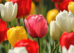 Kolorowe, Kwiaty, Tulipany