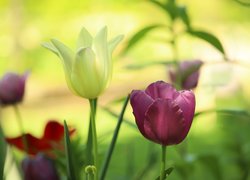 Kolorowe tulipany w zbliżeniu na rozmytym tle