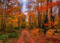 Jesień, Drzewa, Kolorowe, Droga