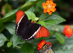 Kolorowy motyl spija nektar z kwiatka