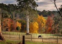 Koń na ogrodzonym pastwisku wśród jesiennych drzew