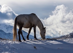 Koń w zimowym górskim krajobrazie