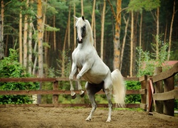 Koń za ogrodzeniem w lesie