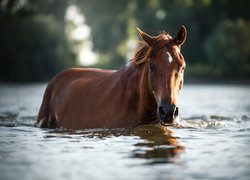 Koń zanurzony w wodzie