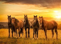 Konie na łące o zachodzie słońca
