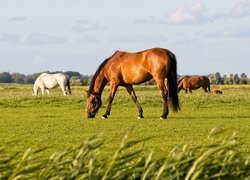 Konie na zielonej łące