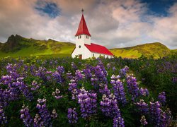 Kościół, Łąka, Łubin, Zielone, Góry, Miejscowość Vik i Myrdal, Gmina Myrdalshreppur, Islandia