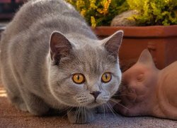 Kot brytyjski krótkowłosy obok ceramicznego kota